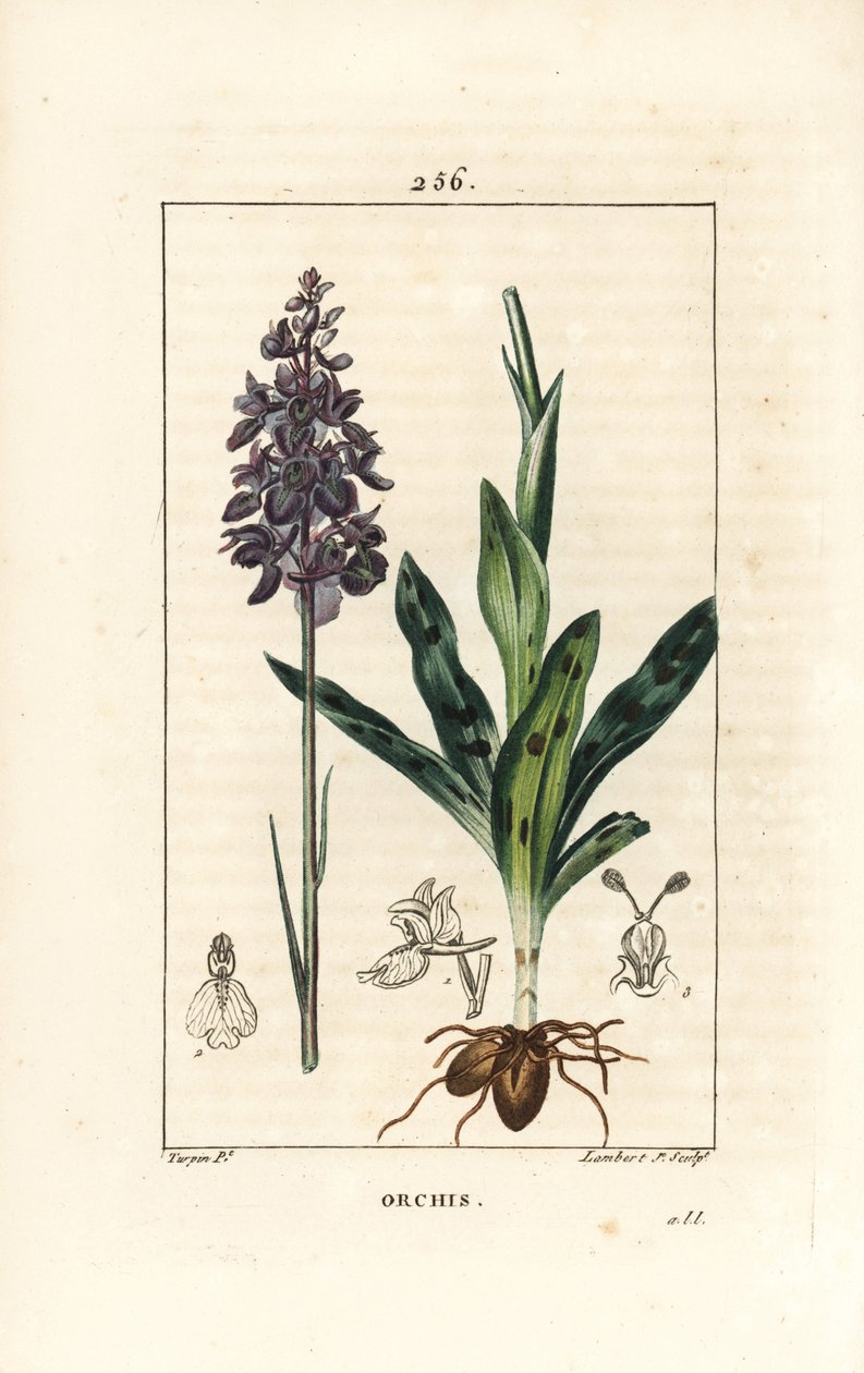 Orchis samec nebo satyrion samec - raná fialová nebo samčí orchidej, Orchis mascula, s květem, stopkou, listem a cibulí. Ručně kolorovaná tečkovaná mědirytina od Lamberta Juniora z kresby Pierra Jean-Francoise Turpina z Chaumeton, Poiret a Chamberet