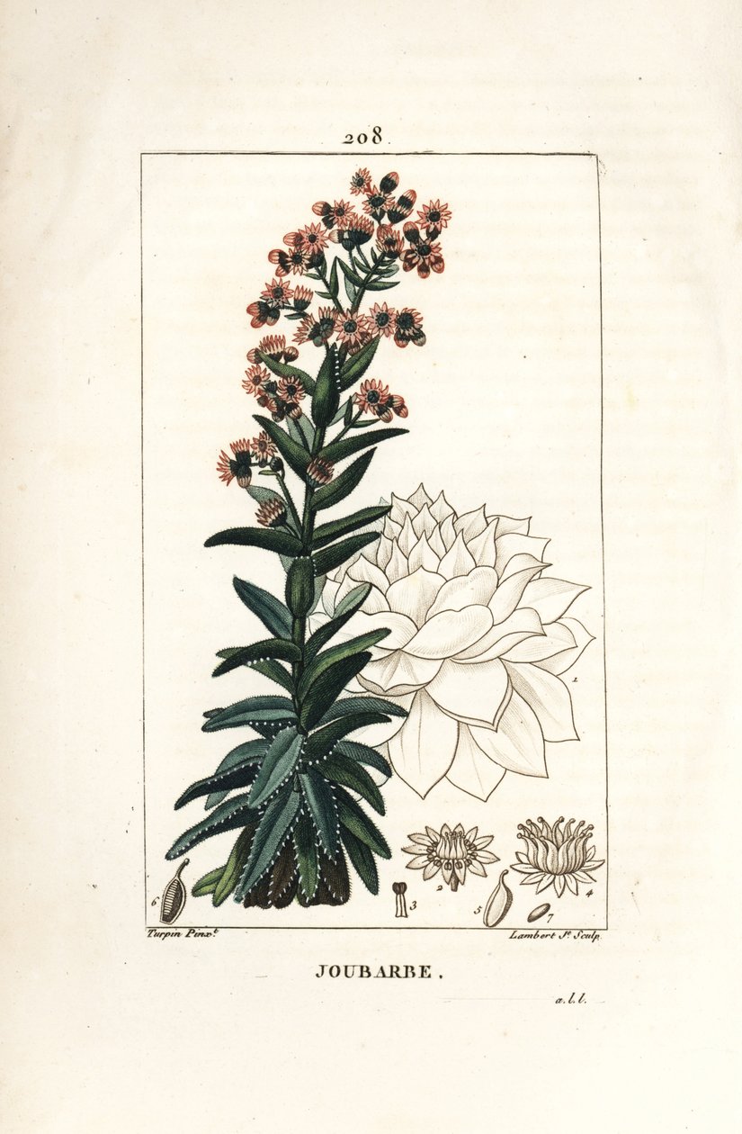 Orpin - Netřesk domácí, Sedum majus. Ručně kolorovaná tečkovaná mědirytina od Lamberta Juniora z kresby Pierra Jean-Francoise Turpina z Chaumeton, Poiret a Chamberet