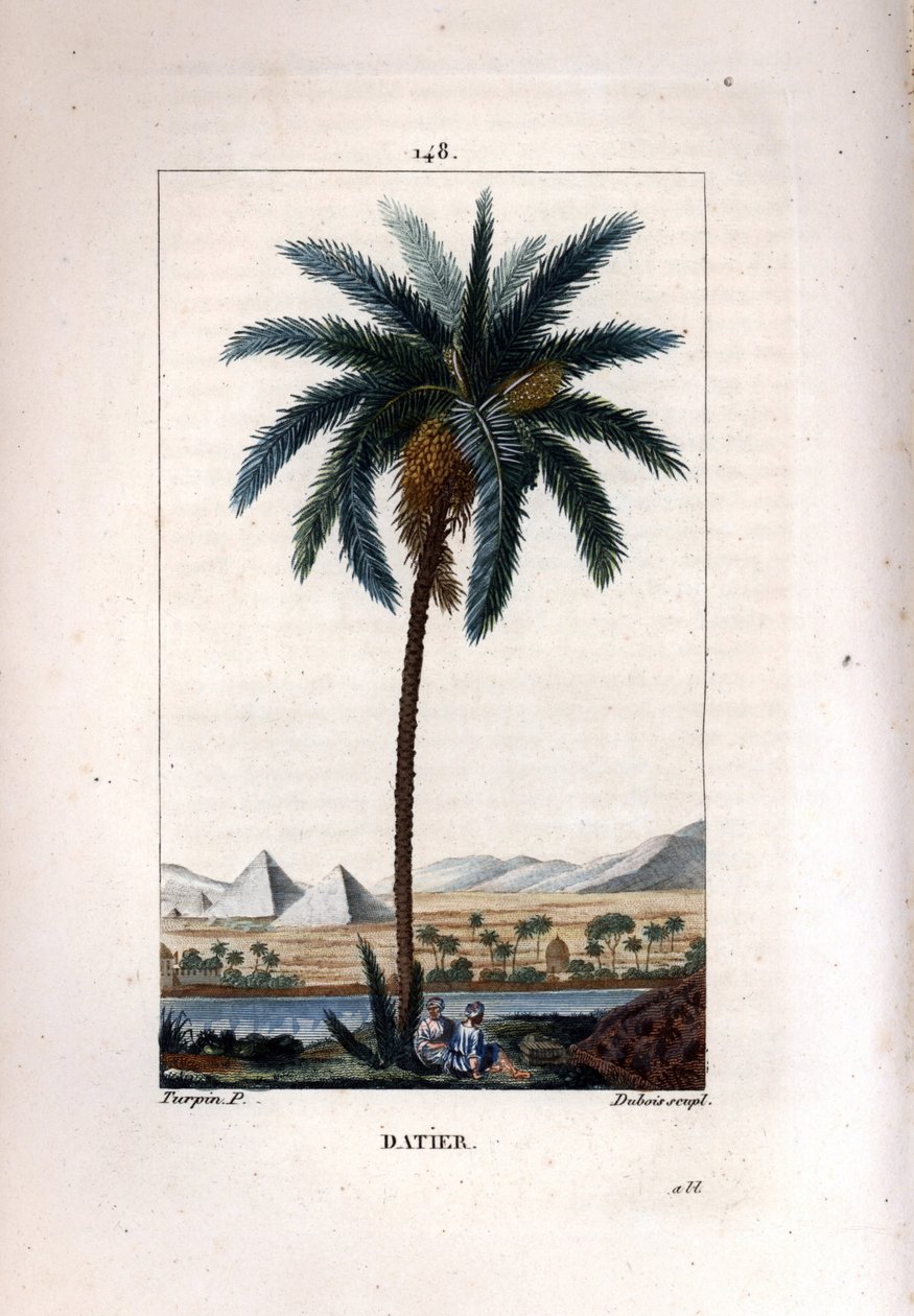 Palm datlovník, Phoenix dactylifera, ukazuje ovoce a listy proti krajině s pyramidami a řekou. Ručně kolorovaná tečkovaná mědirytina od Duboise z kresby Pierra Jean-Francoise Turpina z Chaumeton, Poiret et Chamberet