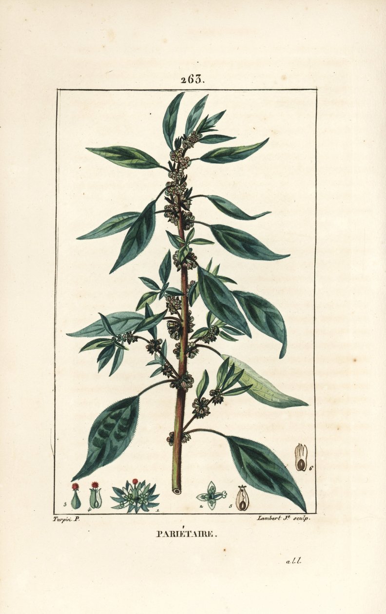 Parietaire officinale (neboli Perce wallaille, Casse pierre, Espargoule, Gamberoussette) - Wall pellitory, Parietaria officinalis, se stopkou, listem, květem a semenem. Ručně kolorovaná tečkovaná mědirytina od Lamberta Juniora z kresby Pierra Jean-Fra od Pierre Jean Francois Turpin