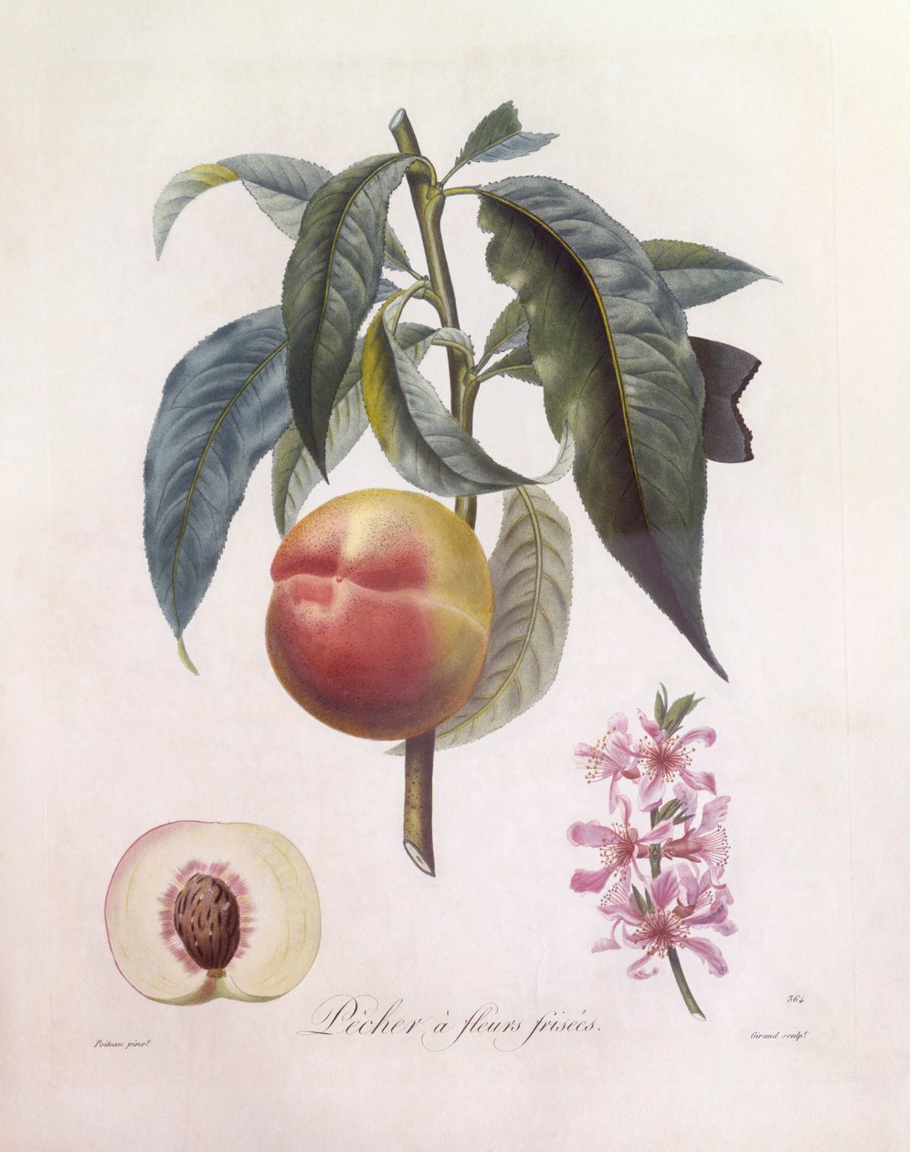 Broskev (Prunus persica), Henry Louis Duhamel du Monceau, botanická deska Pierre Jean Francois Turpin od Pierre Jean Francois Turpin