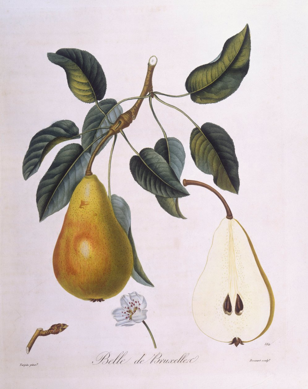 Hruška "Belle de Bruxelles" Henry Louis Duhamel du Monceau, botanická deska Pierre Jean Francois Turpin od Pierre Jean Francois Turpin