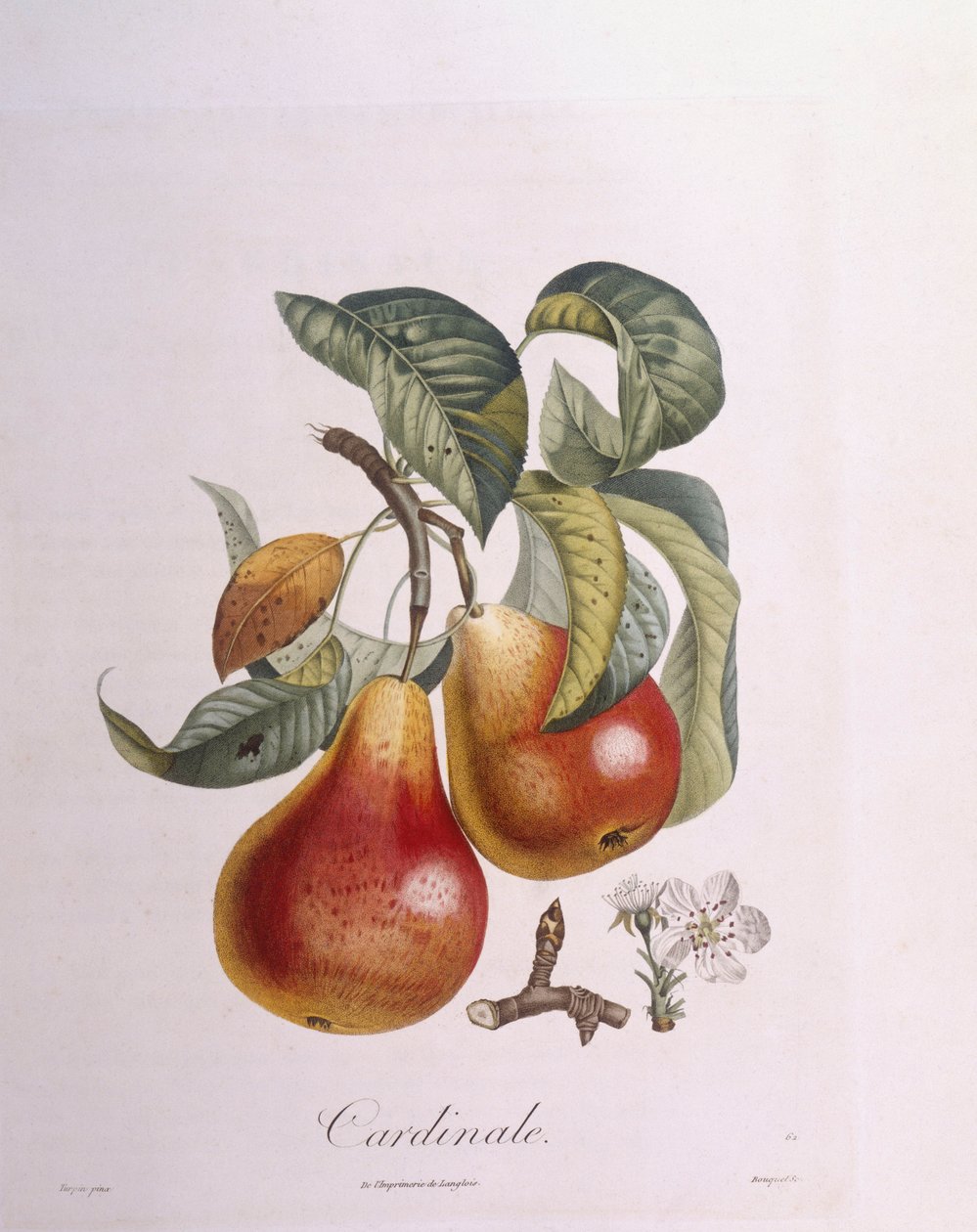 Hruška "Kardinál" Henry Louis Duhamel du Monceau, botanická deska Pierre Jean Francois Turpin od Pierre Jean Francois Turpin