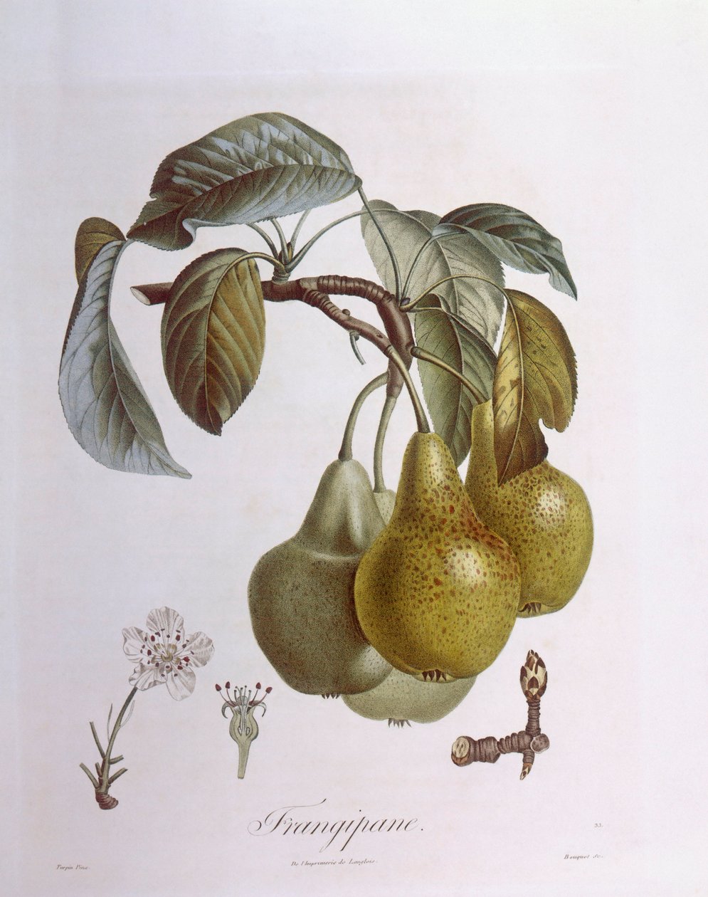 Hrušky, Henry Louis Duhamel du Monceau, botanická deska od Pierre Jean Francois Turpin