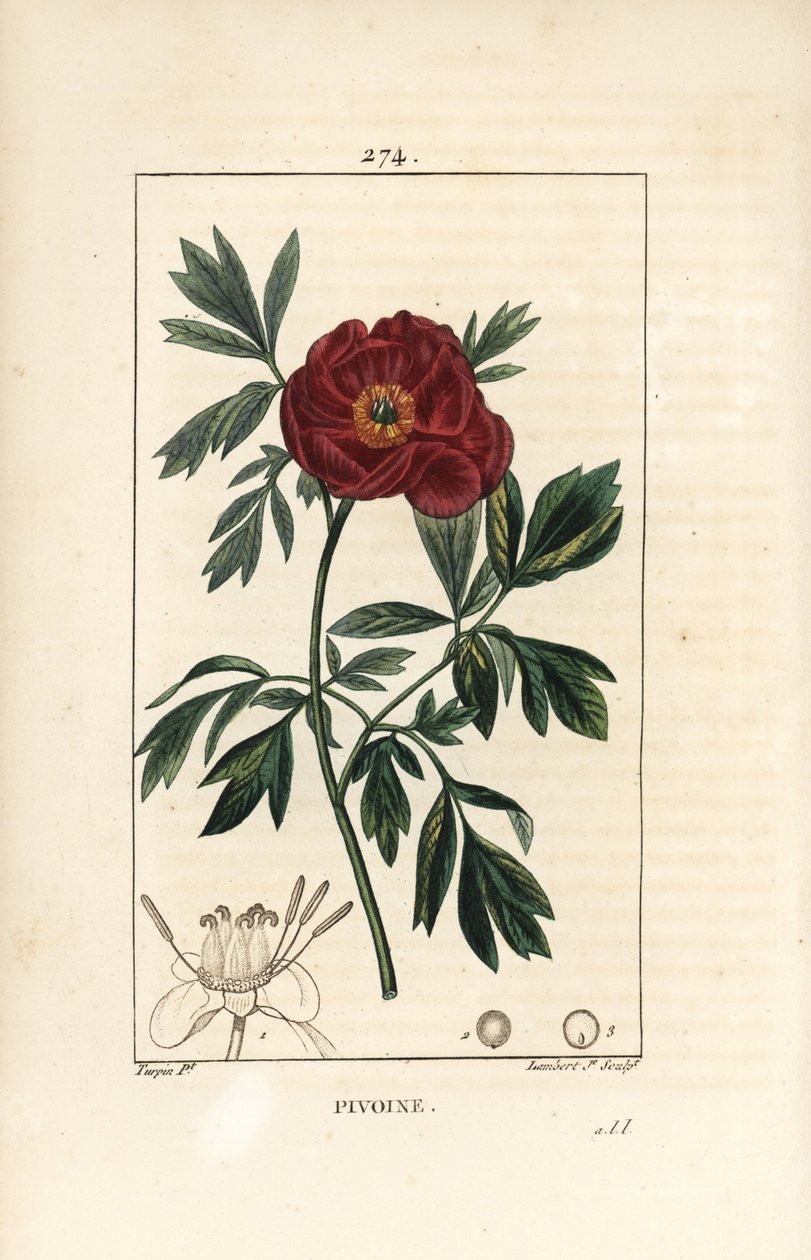 Pivoňka lékařská - Pivoňka lékařská, Paeonia officinalis, s květem, listem a obrysem částí květů. Ručně kolorovaná tečkovaná mědirytina od Lamberta Juniora z kresby Pierra Jean-Francoise Turpina z Chaumetonovy, Poiretovy a Chamberetovy „“ La F od Pierre Jean Francois Turpin