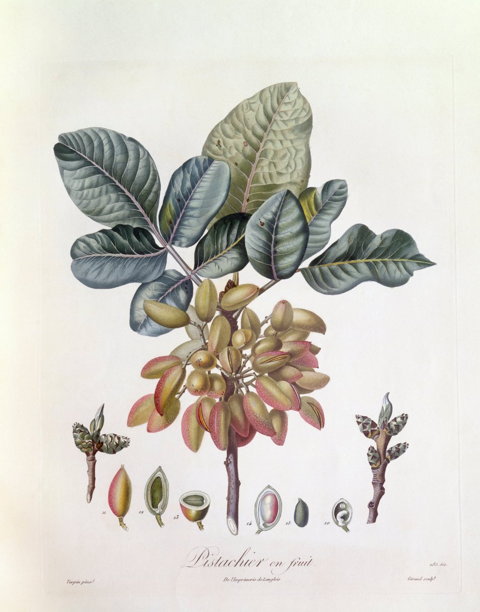 Pistácie (Pistacia vera), Henry Louis Duhamel du Monceau, botanická deska Pierre Jean Francois Turpin od Pierre Jean Francois Turpin