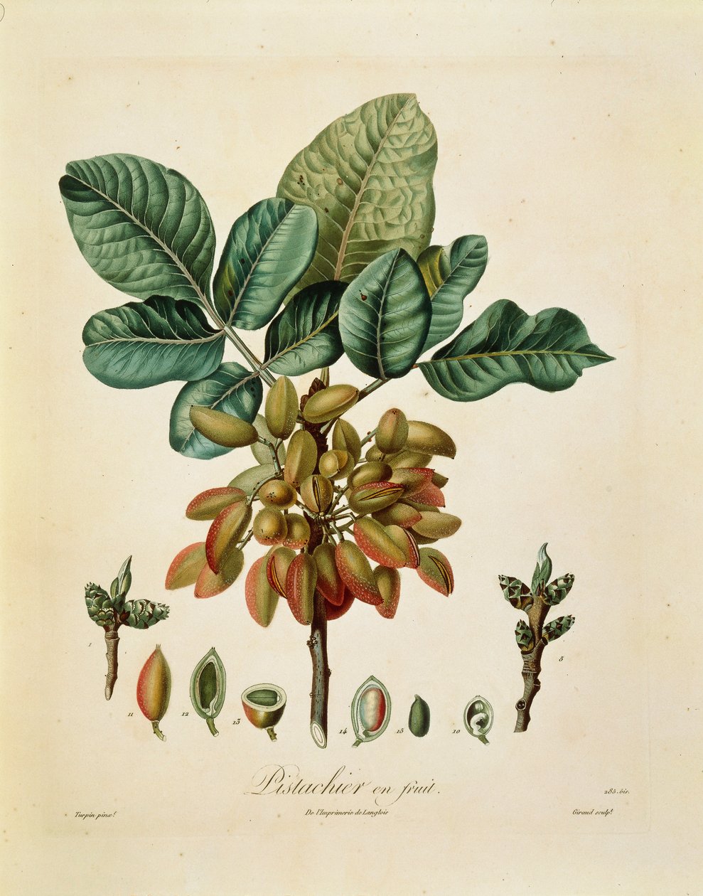 Pistácie od Francoise Turpina od Pierre Jean Francois Turpin