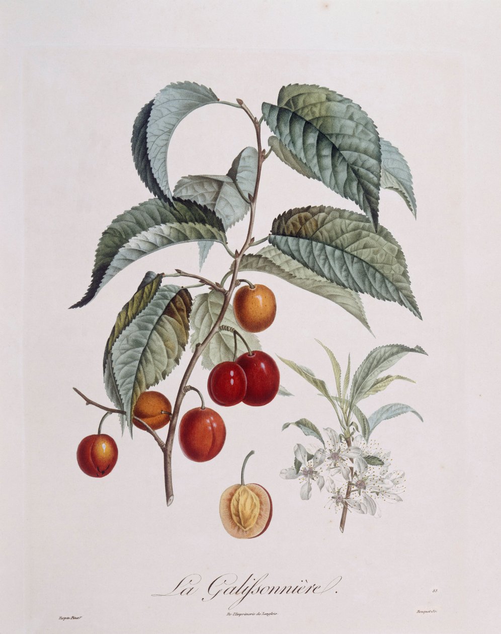 Švestka "La Galifsonniere" Henry Louis Duhamel du Monceau, botanická deska od Pierre Jean Francois Turpin od Pierre Jean Francois Turpin