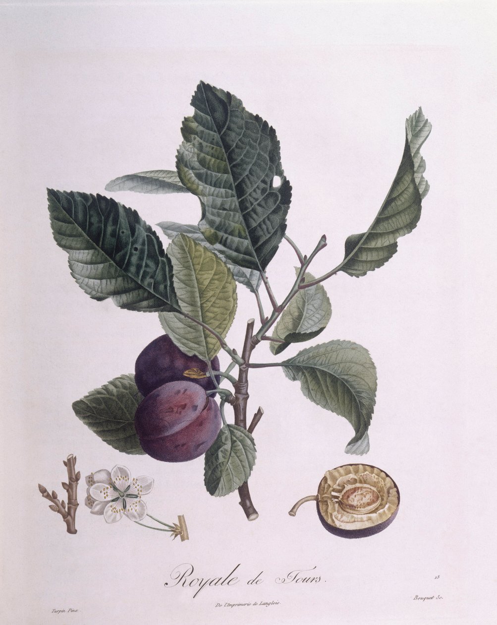 Švestka "Royale de Tours", Henry Louis Duhamel du Monceau, botanická deska Pierre Jean Francois Turpin od Pierre Jean Francois Turpin