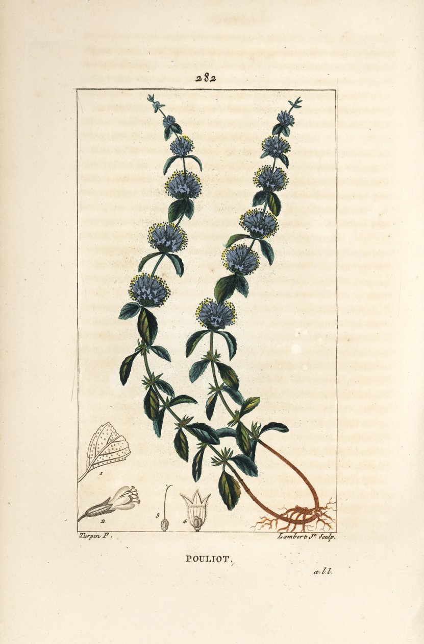 Pouliot Mint - Pennyroyal máta, Mentha pulegium, s květem, listem, stopkou, kořenem a semenem. Ručně kolorovaná tečkovaná mědirytina od Lamberta Juniora z kresby Pierra Jean-Francoise Turpina z Chaumetonovy, Poiretovy a Chamberetovy „“ La Flore Medicale od Pierre Jean Francois Turpin