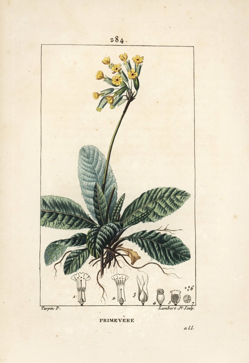 Primevere officinale ou brerelle, kukačka, Herb a la paralysis, Herb de Saint Paul, primerolle - prvosenka jarní, Primula veris, zobrazující květ, list a kořeny. Ručně kolorovaná tečkovaná mědirytina od Lamberta Juniora z kresby Pierra Jean-Francoise Turpa od Pierre Jean Francois Turpin