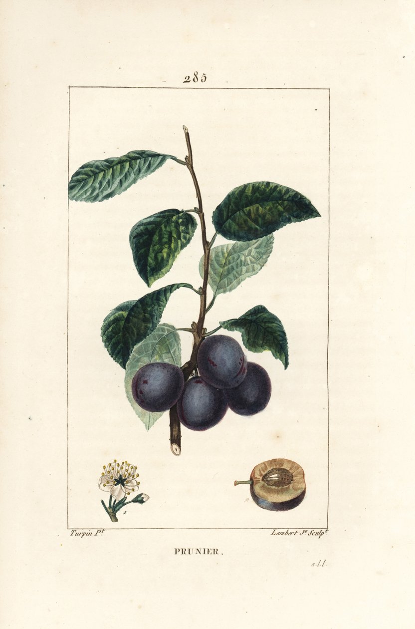 Švestka - Švestka nebo slivoň, Prunus domestica, s ovocem, listem, květem, větví a zralým ovocem v řezu. Ručně kolorovaná tečkovaná mědirytina od Lamberta Juniora z kresby Pierra Jean-Francoise Turpina z Chaumetona, Poireta a Chambereta „“ L od Pierre Jean Francois Turpin