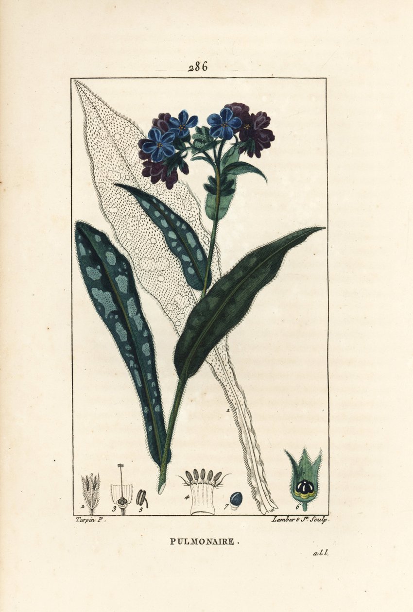 Plicník lékařský - Plicník lékařský, Pulmonaria officinalis, s obrysem květu, listu, stonku a listu. Ručně kolorovaná tečkovaná mědirytina od Lamberta Juniora z kresby Pierra Jean-Francoise Turpina z Chaumetonovy, Poiretovy a Chamberetovy „“ La od Pierre Jean Francois Turpin