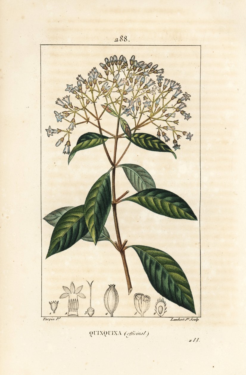 Quinquina - Chinin nebo peruánský kůrový strom, Cinchona officinalis, s květem, větví, listem a semenem. Ručně kolorovaná tečkovaná mědirytina od Lamberta Juniora z kresby Pierra Jean-Francoise Turpina z Chaumetonovy, Poiretovy a Chamberetovy „“ La Flo od Pierre Jean Francois Turpin