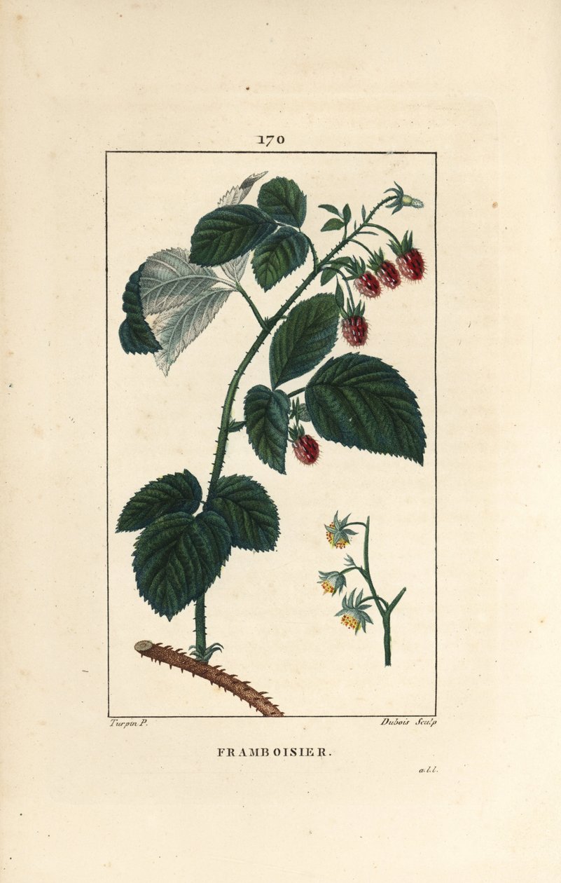 Malina - Malina, Rubus idaeus, zobrazující květy, listy, trny a zralé ovoce. Ručně kolorovaná tečkovaná mědirytina od Lamberta Juniora z kresby Pierra Jean-Francoise Turpina z Chaumeton, Poiret et Chamberet „La Flore Medicale,““ P od Pierre Jean Francois Turpin