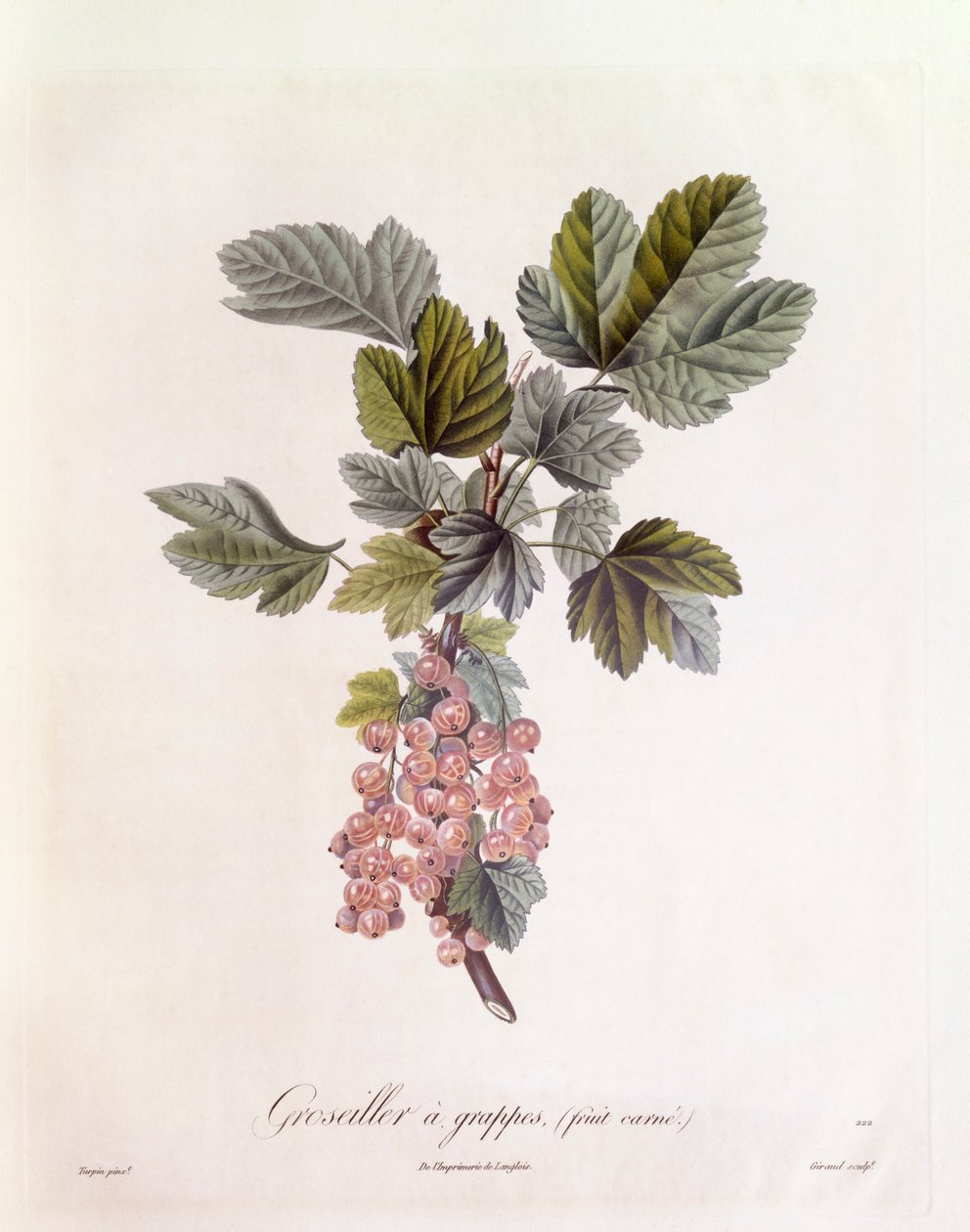 Červený rybíz (Ribes rubrum), Henry Louis Duhamel du Monceau, botanická deska Pierre Jean Francois Turpin od Pierre Jean Francois Turpin