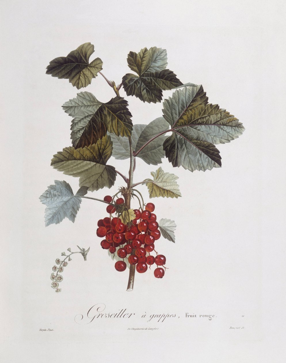 Červený rybíz (Ribes rubrum), Henry Louis Duhamel du Monceau, botanická deska Pierre Jean Francois Turpin od Pierre Jean Francois Turpin