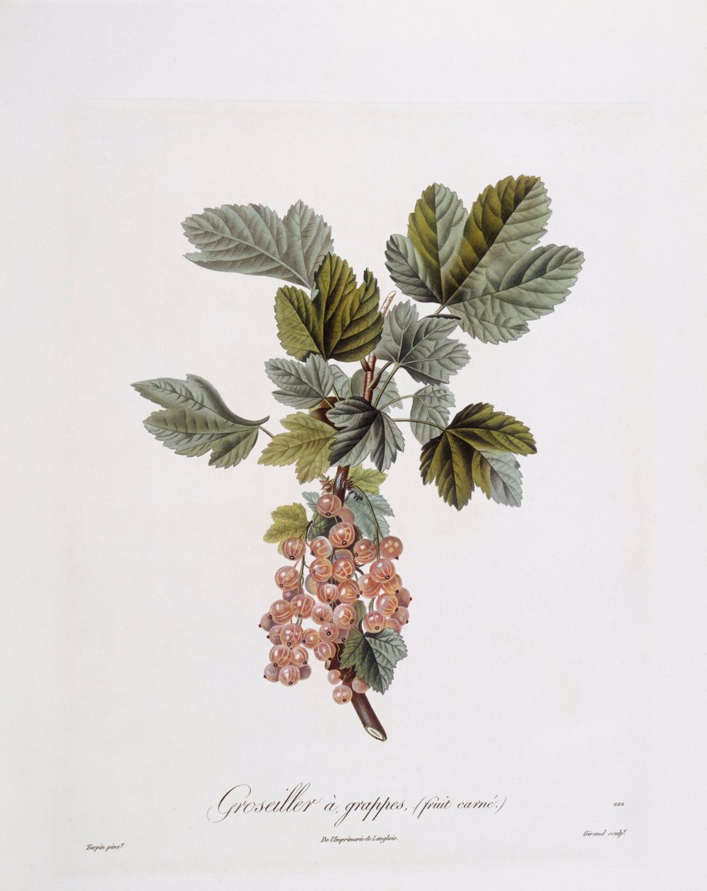 Červený rybíz (Ribes rubrum), Henry Louis Duhamel du Monceau, botanická deska Pierre Jean Francois Turpin od Pierre Jean Francois Turpin