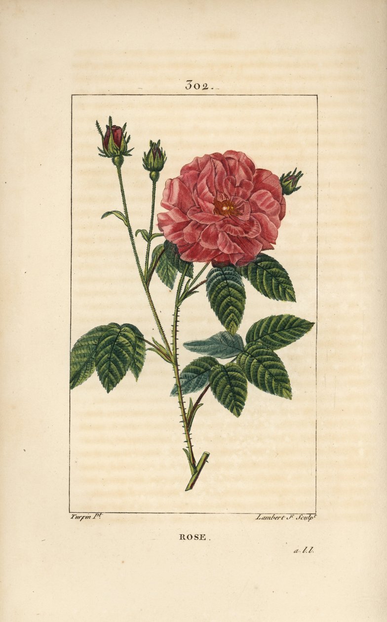 Rose de France nebo Rose de Provins - Růže, Rosa gallica, s pupenem, květem, listem a trnitým stonkem. Ručně kolorovaná tečkovaná mědirytina od Lamberta Juniora z kresby Pierra Jean-Francoise Turpina z Chaumetonovy, Poiretovy a Chamberetovy „“ La Flore Me od Pierre Jean Francois Turpin