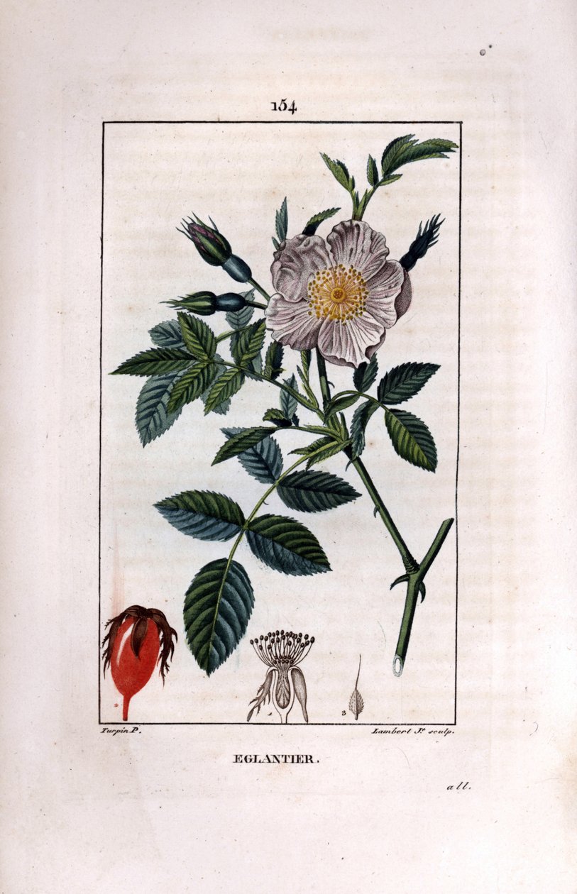 Šípková větev s bobulem (šípky nebo šípky) a růží - Divoká vřesovitá růže, Rosa canina, s květem, poupětem a šípkem. Ručně kolorovaná tečkovaná mědirytina od Lamberta Juniora z kresby Pierra Jean-Francoise Turpina z Chaumeton, Poiret et C od Pierre Jean Francois Turpin
