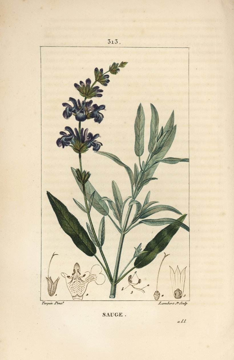 Šalvěj lékařská - Šalvěj lékařská, Salvia officinalis, s květem, listem, stonkem a semenem. Ručně kolorovaná tečkovaná mědirytina od Lamberta Juniora z kresby Pierra Jean-Francoise Turpina z Chaumeton, Poiret a Chamberet
