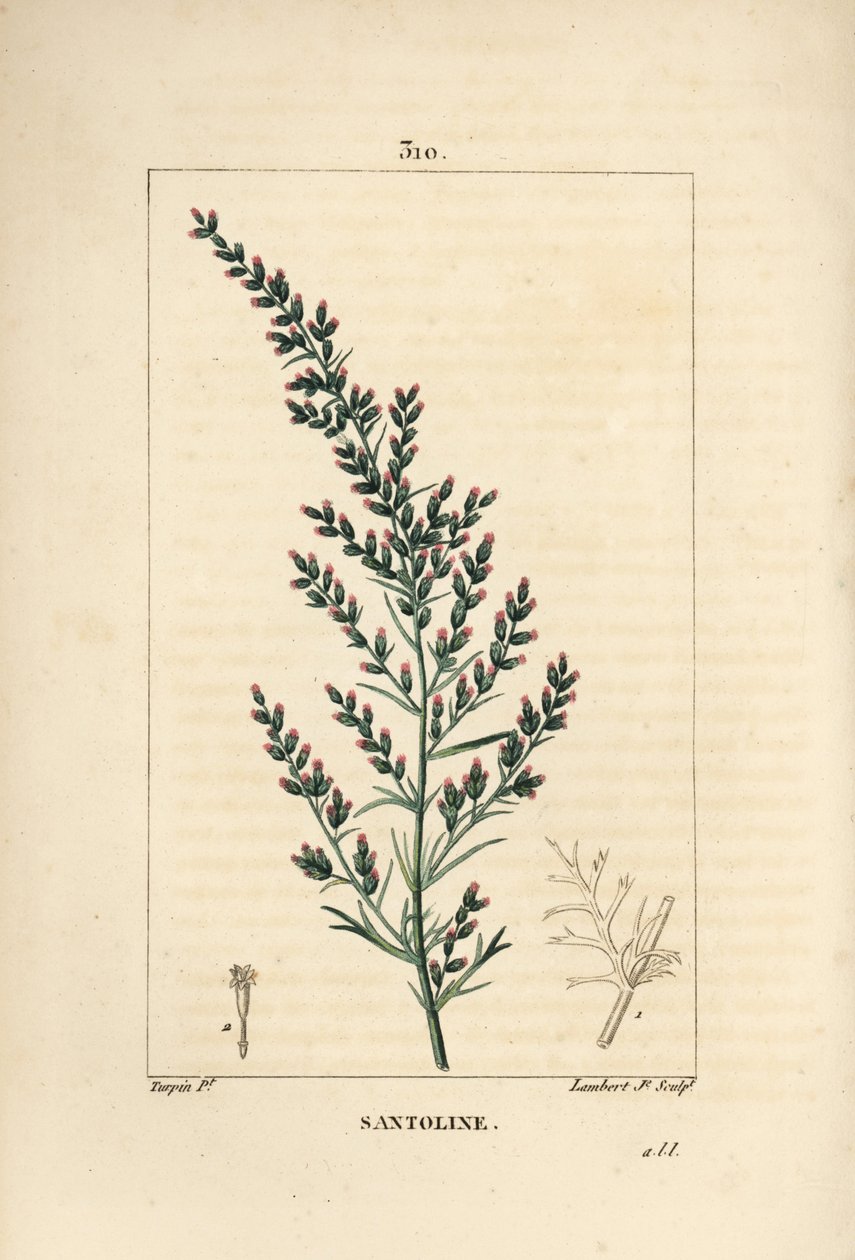 Pelyněk odrůda - Červíček nebo tatarský jih, Artemisia santonicum. Ručně kolorovaná tečkovaná mědirytina od Lamberta Juniora z kresby Pierra Jean-Francoise Turpina z Chaumeton, Poiret a Chamberet