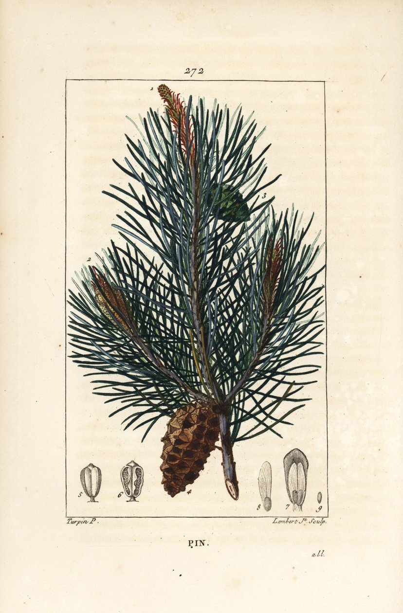 Borovice lesní - Divoká borovice nebo borovice lesní, Pinus sylvestris, s větví, jehlou a šiškou. Ručně kolorovaná tečkovaná mědirytina od Lamberta Juniora z kresby Pierra Jean-Francoise Turpina z Chaumetonovy, Poiretovy a Chamberetovy „“ La Flore M od Pierre Jean Francois Turpin