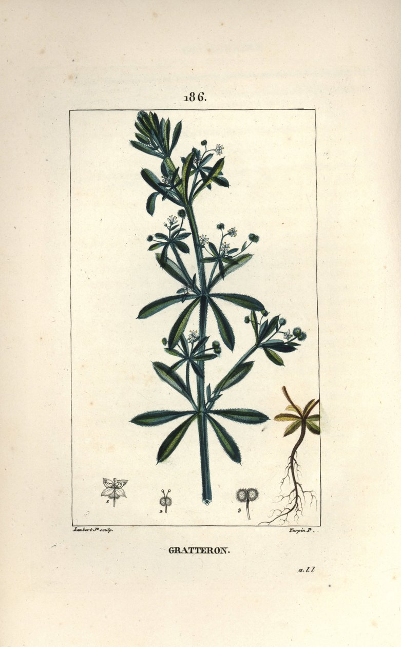 Scratteron nebo rieble, gridron, jazyk scratch, gaille - Husice, Galium aparine. Ručně kolorovaná tečkovaná mědirytina od Lamberta Juniora z kresby Pierra Jean-Francoise Turpina z Chaumeton, Poiret a Chamberet