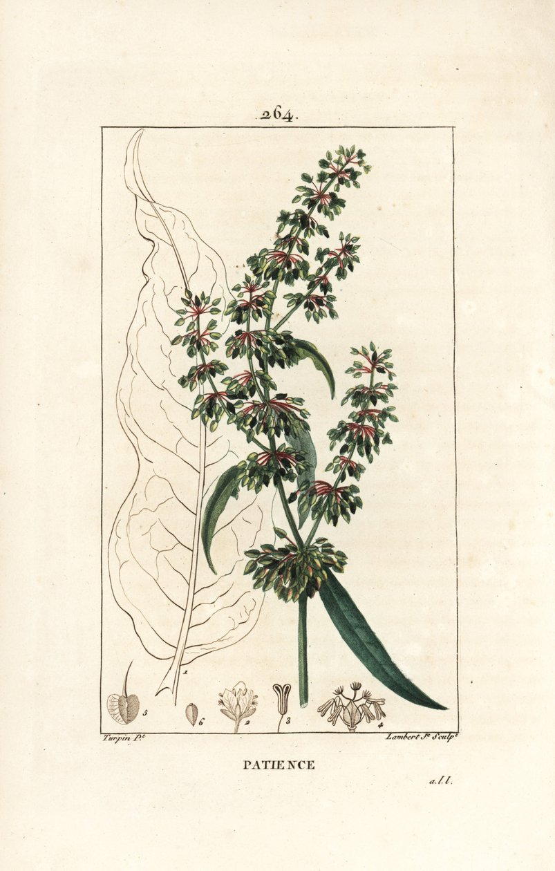 Spinard šťovík ou trpělivost des moines - Patience dock, Rumex patientia, s květem, stonkem, listy, semenem a obrysem listu. Ručně kolorovaná tečkovaná mědirytina od Lamberta Juniora z kresby Pierra Jean-Francoise Turpina z Chaumeton, Poiret a od Pierre Jean Francois Turpin