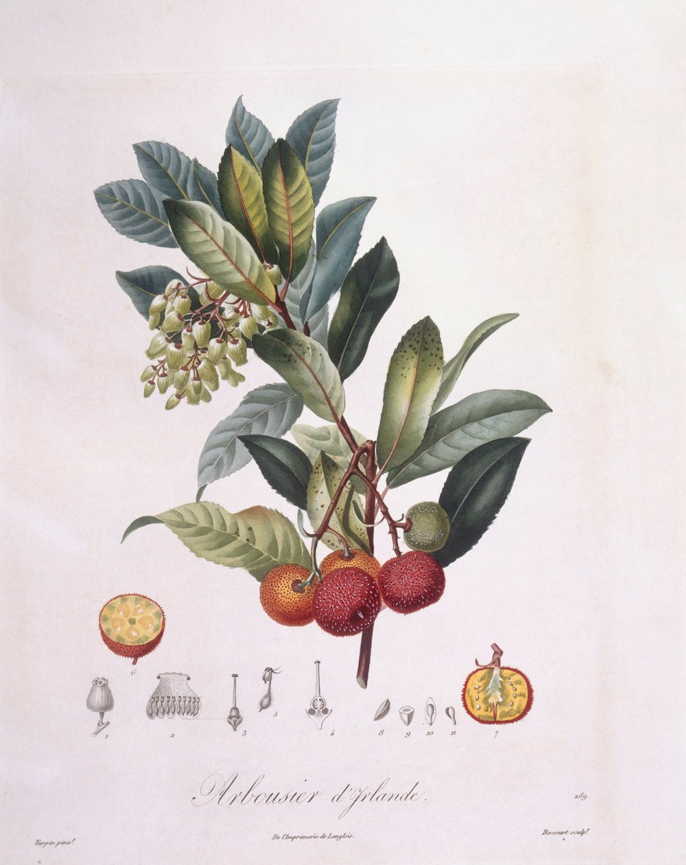 Jahodový strom (Arbutus unedo), Henry Louis Duhamel du Monceau, botanická deska Pierre Jean Francois Turpin od Pierre Jean Francois Turpin