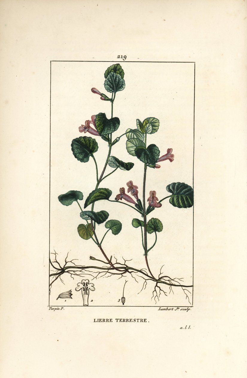 Břečťan zemní - Břečťan zemní, Hedera terrestris. Ručně kolorovaná tečkovaná mědirytina od Lamberta Juniora z kresby Pierra Jean-Francoise Turpina z Chaumeton, Poiret a Chamberet