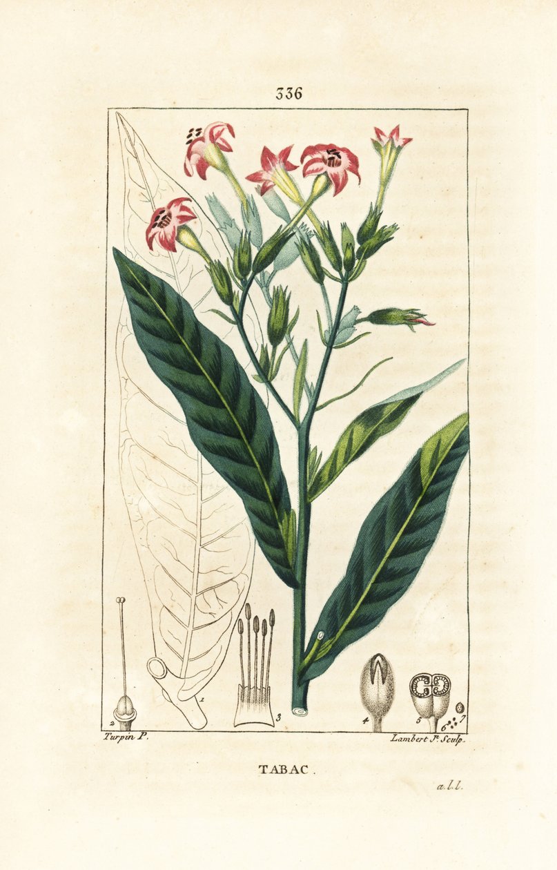 Tabák - Tabák, Nicotiana tabacum. Ručně kolorovaná tečkovaná mědirytina od Lamberta Juniora z kresby Pierra Jean-Francoise Turpina z Chaumeton, Poiret a Chamberet