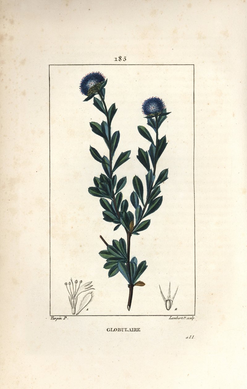 Kulovitá odrůda - Třízubá globularia, Globularia fruticosa. Ručně kolorovaná tečkovaná mědirytina od Lamberta Juniora z kresby Pierra Jean-Francoise Turpina z Chaumeton, Poiret a Chamberet
