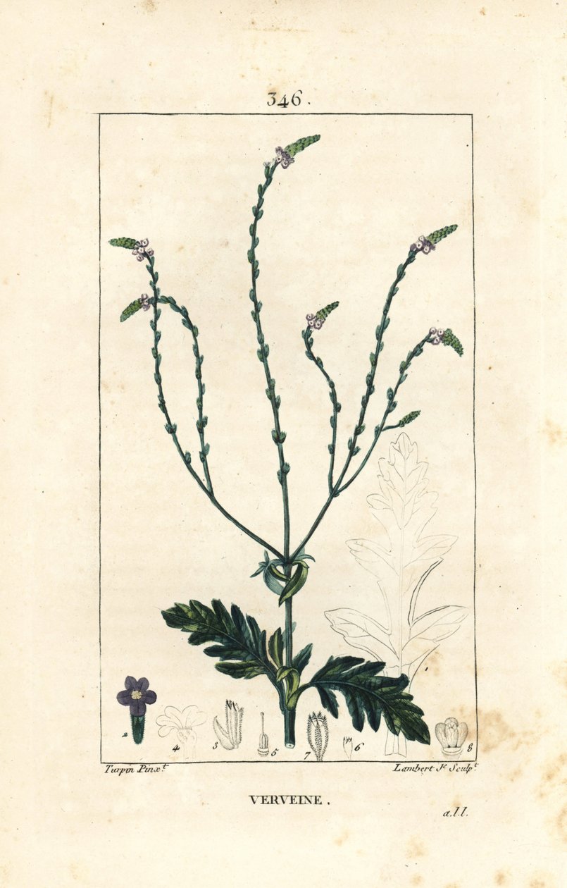 Verbena neboli Posvátná bylina, Venušina žíla nebo Čarodějnice - Vervain, Verbena officinalis. Ručně kolorovaná tečkovaná mědirytina od Lamberta Juniora z kresby Pierra Jean-Francoise Turpina z Chaumeton, Poiret a Chamberetova „“La Flore Medicale,”” Par od Pierre Jean Francois Turpin