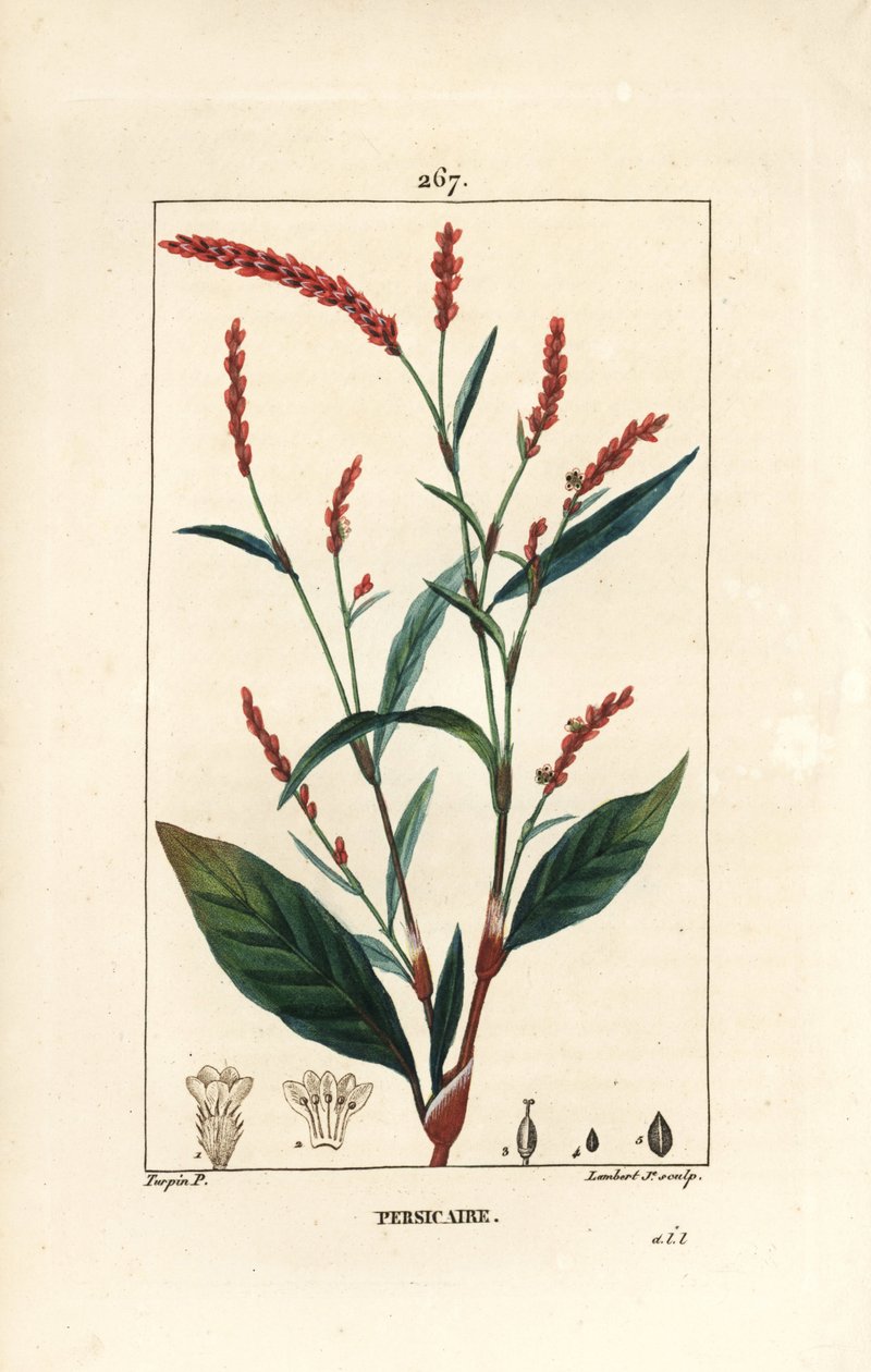 Uzlík vodní - Vodní pepř, Persicaria hydropiper (Polygonum hydropiper), s květem, stopkou a listem. Ručně kolorovaná tečkovaná mědirytina od Lamberta Juniora z kresby Pierra Jean-Francoise Turpina z Chaumeton, Poiret a Chamberet