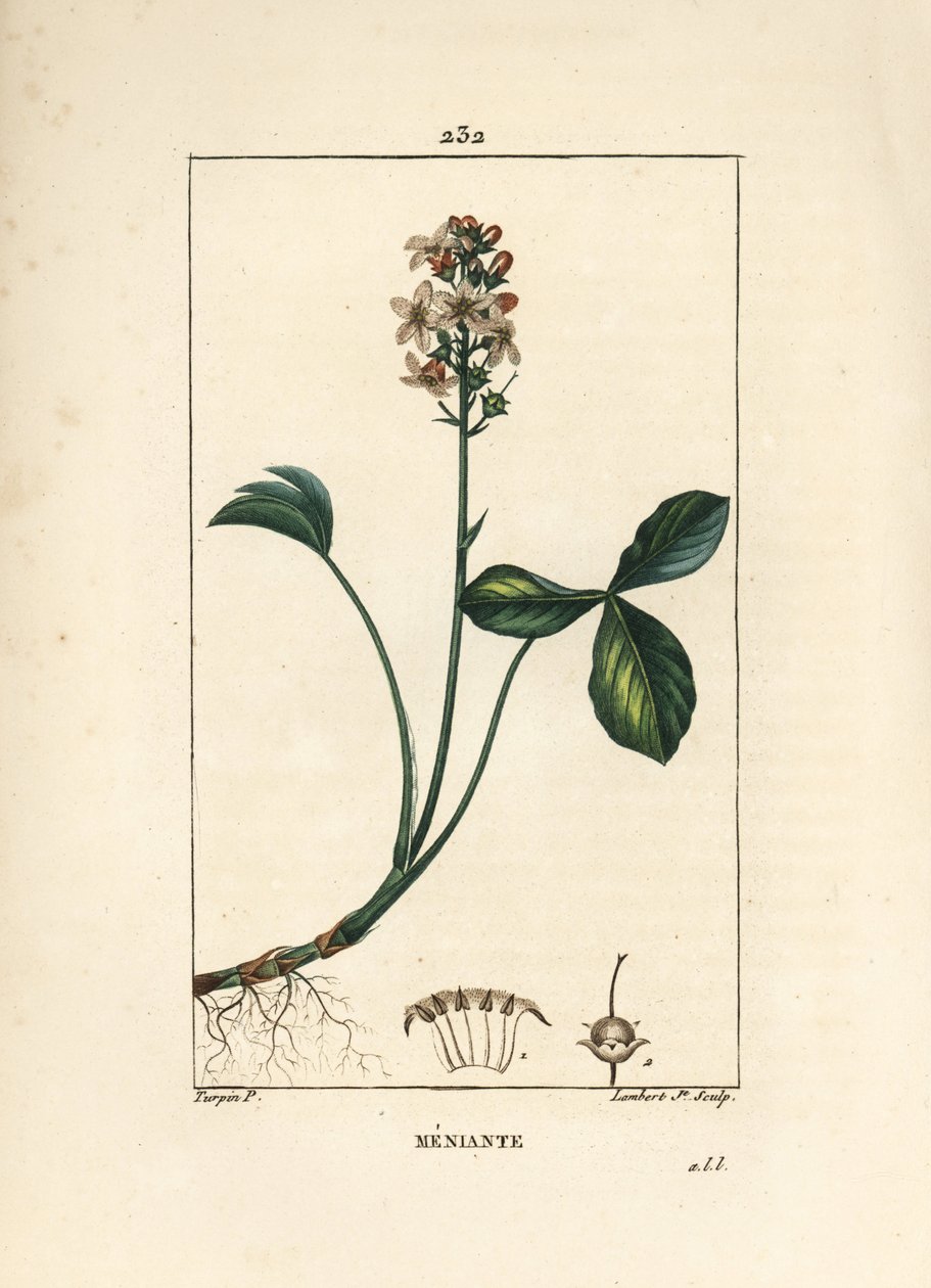 Vodní trojlístek nebo vodní trojlístek menyanth - trojlístek Mars, Menyanthes trifoliata. Ručně kolorovaná tečkovaná mědirytina od Lamberta Juniora z kresby Pierra Jean-Francoise Turpina z Chaumeton, Poiret a Chamberet