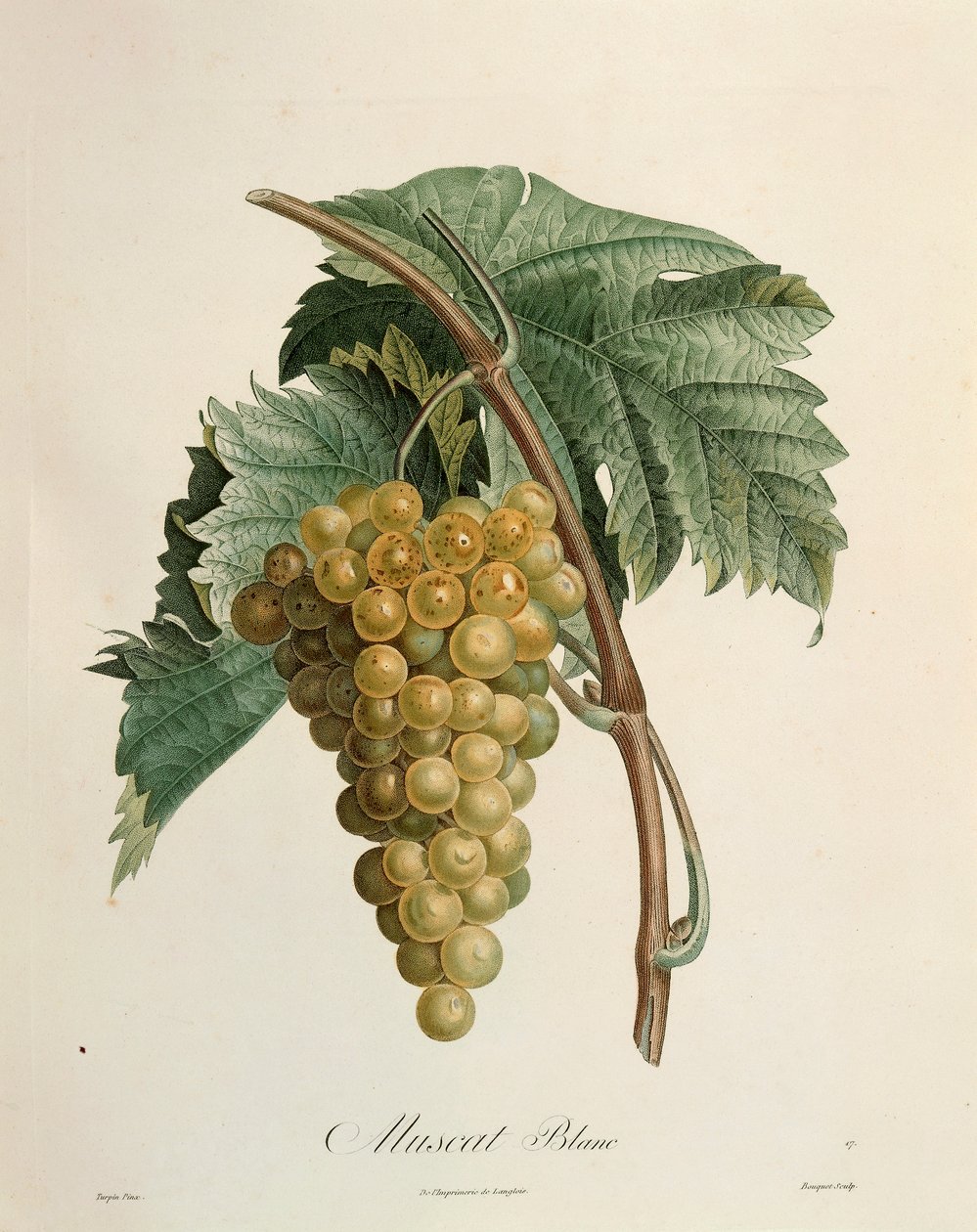 Hrozny bílého muškátu od Pierra Jean Francoise Turpina (1775-1840) od Pierre Jean Francois Turpin
