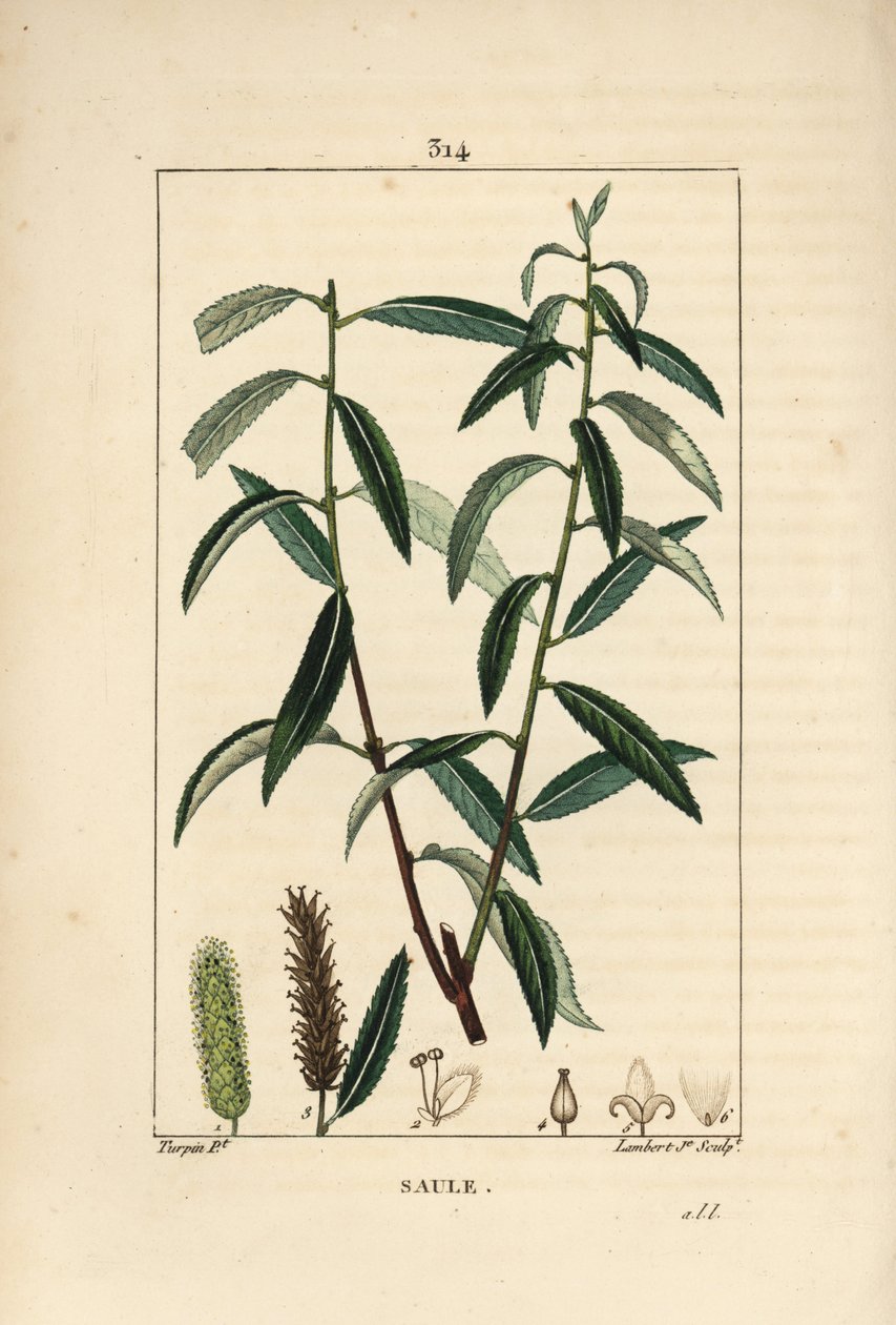 Vrba bílá nebo stříbrná, proutí bílé - Vrba bílá, Salix alba, s listy, květy, samčími a samičími jehnědami, ovocem a semenem. Ručně kolorovaná tečkovaná mědirytina od Lamberta Juniora z kresby Pierra Jean-Francoise Turpina z Chaumeton, Poi od Pierre Jean Francois Turpin