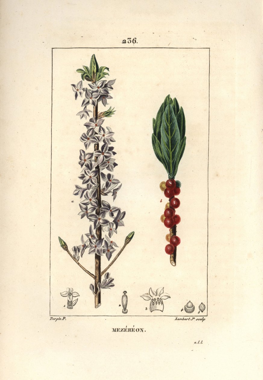 Dřevo hezké, hezké, zelené, zelené dřevo, Daphne pěkné dřevo - Mezereon, Daphne mezereum. Ručně kolorovaná tečkovaná mědirytina od Lamberta Juniora z kresby Pierra Jean-Francoise Turpina z Chaumeton, Poiret a Chamberet