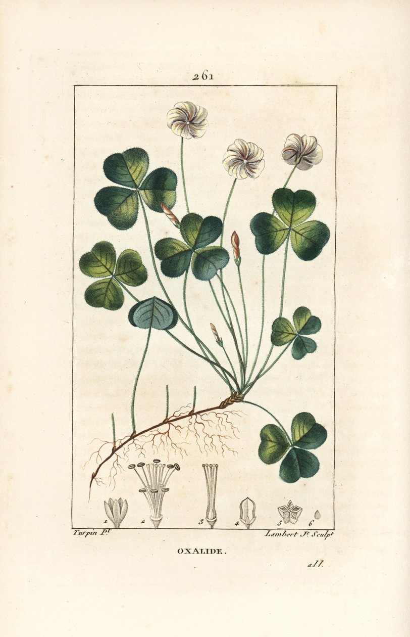 Šťovík lesní, Oxalide (oxalis) des bois - Šťovík lesní, Oxalis acetosella, s květem, listem, stopkou, semenem a kořenem. Ručně kolorovaná tečkovaná mědirytina od Lamberta Juniora z kresby Pierra Jean-Francoise Turpina z Chaumeton, Poiret a Chambere od Pierre Jean Francois Turpin