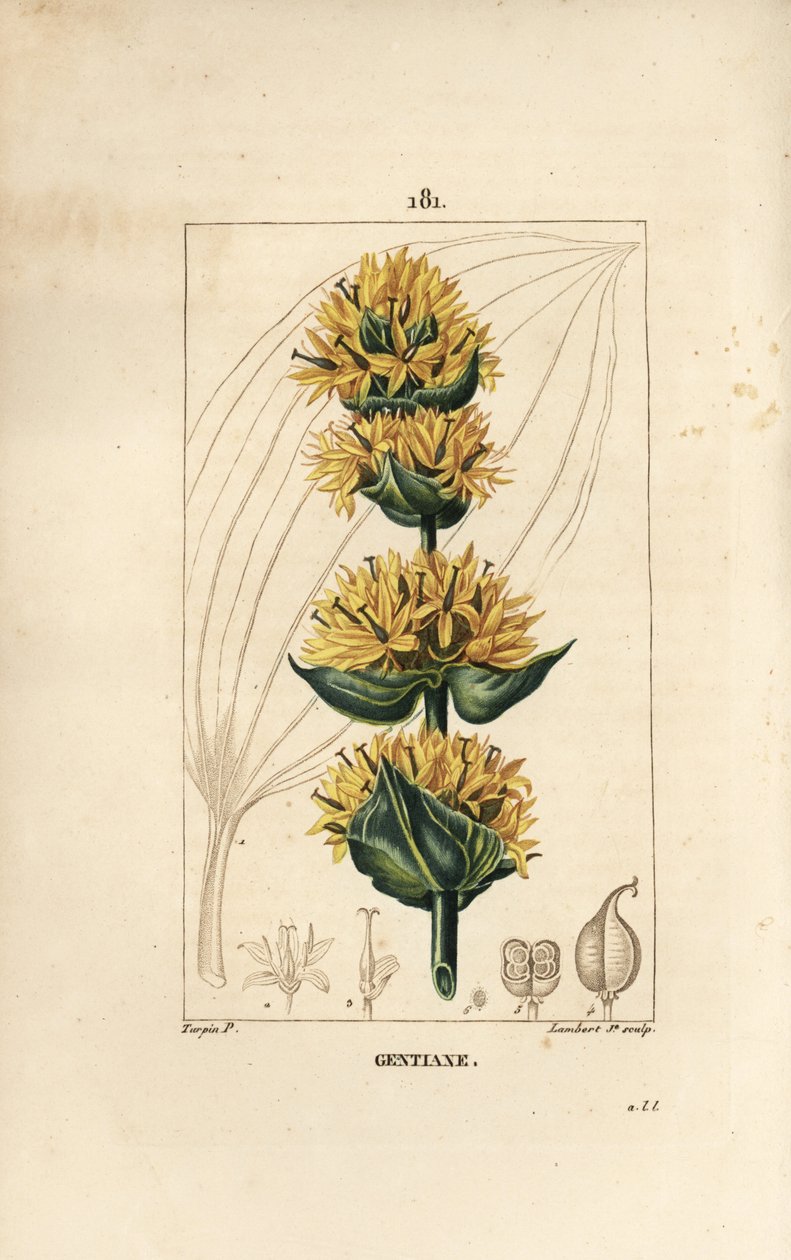 Hořec žlutý nebo Hořec velký - Hořec, Gentiana lutea. Ručně kolorovaná tečkovaná mědirytina od Lamberta Juniora z kresby Pierra Jean-Francoise Turpina z Chaumeton, Poiret a Chamberet