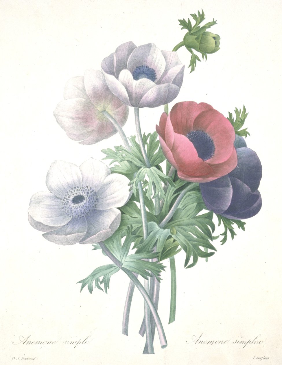 Jednoduchá sasanka, Anemone simplex, vyryla François Langlois, z Výběru nejkrásnějších květin a nejkrásnějších plodů od Pierre Joseph (after) Redoute