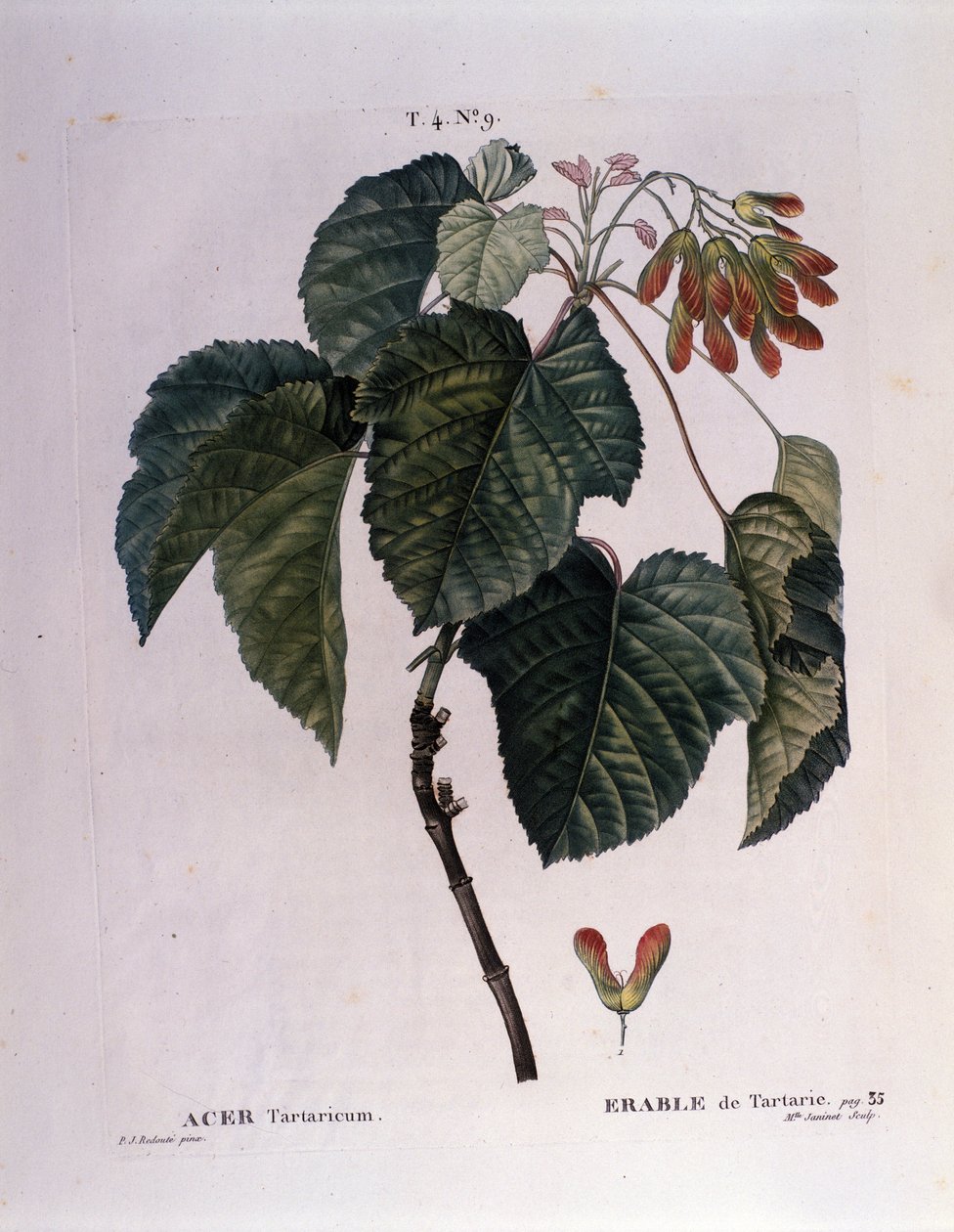 Botanická: Javorová větev. Talíř převzat z „“ Nouveau Duhamel du Monceau aneb Zachází s pamlsky stromů a keřů pěstovaných ve Francii““ Akvarel od Pierre Joseph Redoute (1759-1840) 1819 od Pierre Joseph (after) Redoute