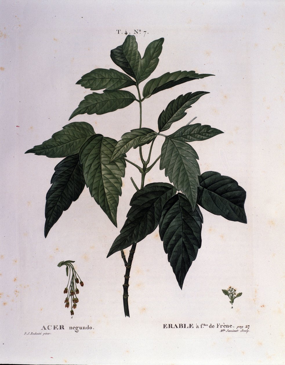 Botanická: Javorová větev. Talíř převzat z „“ Nouveau Duhamel du Monceau aneb Zachází s pamlsky stromů a keřů pěstovaných ve Francii““ Akvarel od Pierre Joseph Redoute (1759-1840) 1819 od Pierre Joseph (after) Redoute