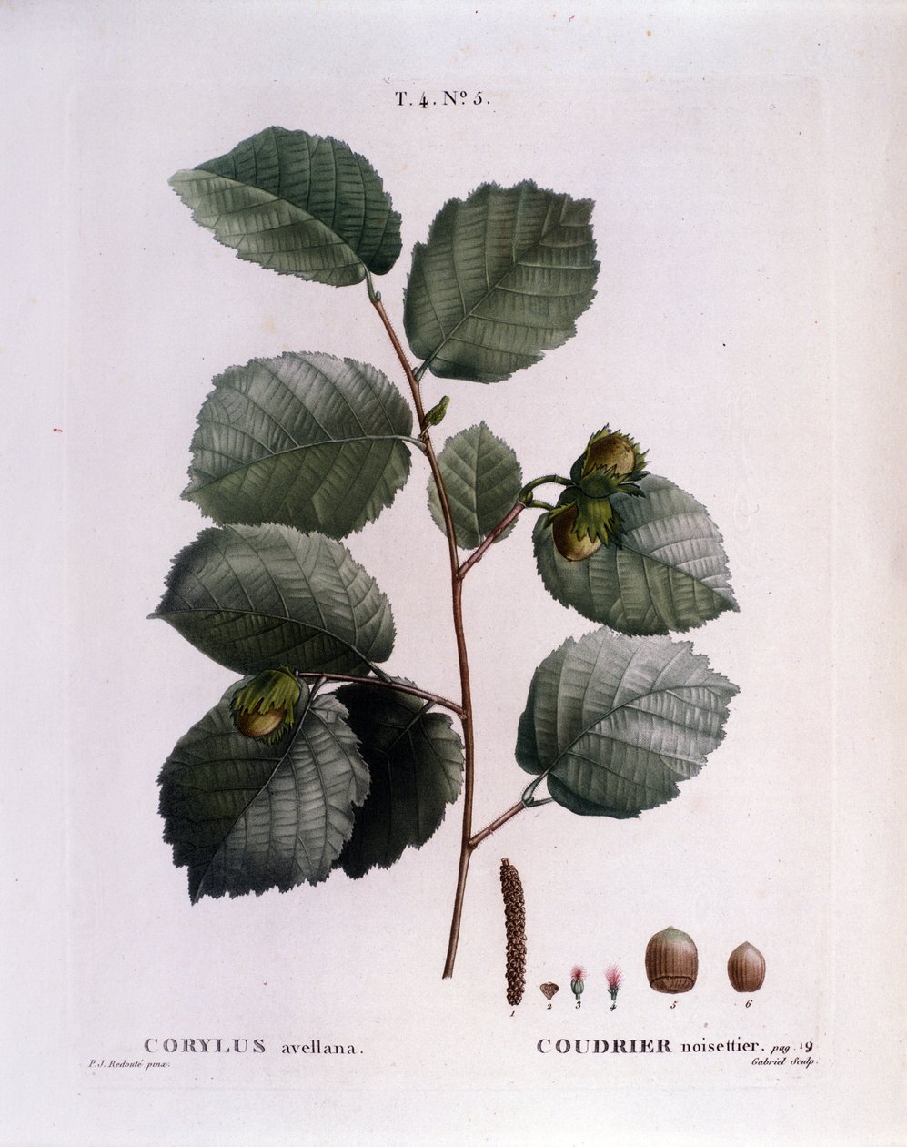 Botanická: lísková větev. Talíř převzat z „“ Nouveau Duhamel du Monceau aneb Zachází s pamlsky stromů a keřů pěstovaných ve Francii““ Akvarel od Pierre Joseph Redoute (1759-1840) 1819 od Pierre Joseph (after) Redoute