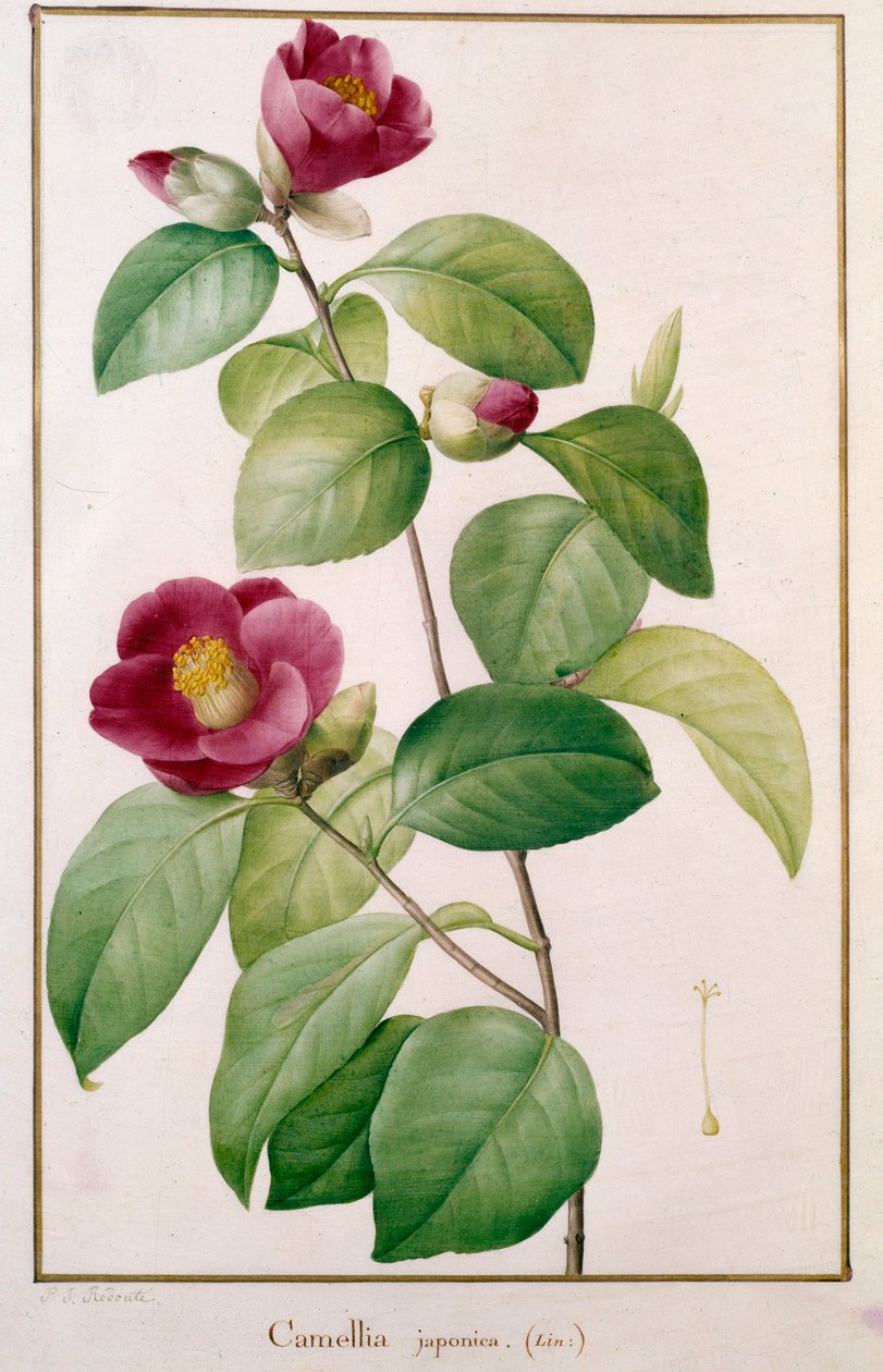 Botanická deska Camellia japonica od Pierra Josepha Redouta (1759-1840) Paříž 19. století, Muzeum přírodní historie od Pierre Joseph (after) Redoute