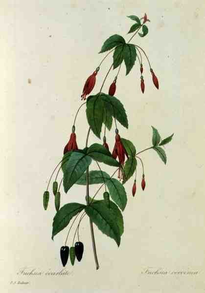 Fuchsia coccinea, z „Volby z nejkrásnějších květin“ od Pierre Joseph (after) Redoute