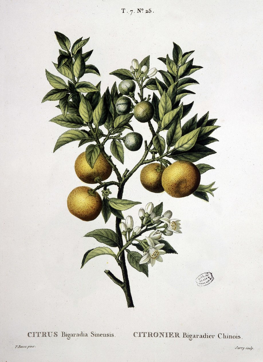 Citronovník čínský bigaradier - v „“New Duhamel aneb pojednání o stromech a křovinách, které pěstujeme ve Francii“, kresby P. J. Redouté a P. Bessa, Paříž od Pierre Joseph (after) Redoute
