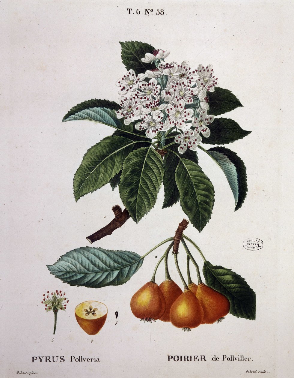 Poirier de Pollviller - v „“ Nouveau Duhamel du Monceau ou traité des arbres et shrustes que le culture en France““, postavy podle kreseb P. J. Redoute et P. Bessa, Paříž od Pierre Joseph (after) Redoute