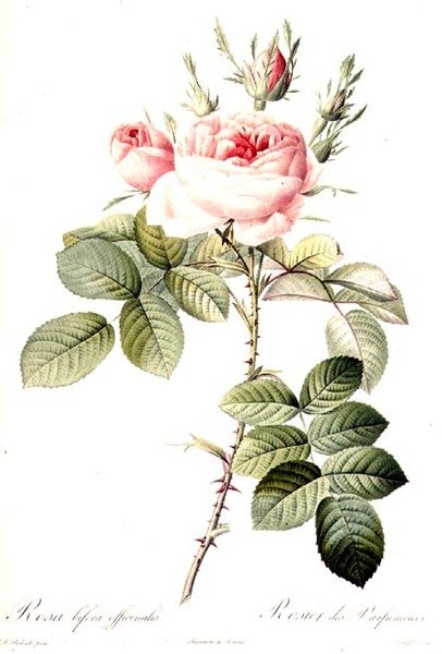 Rosa Bifera Officinalis, rytina Langlois, nakladatelství Remond (barevná rytina) od Pierre Joseph (after) Redoute